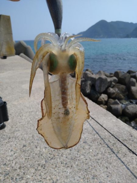 竹野~諸寄をランガン